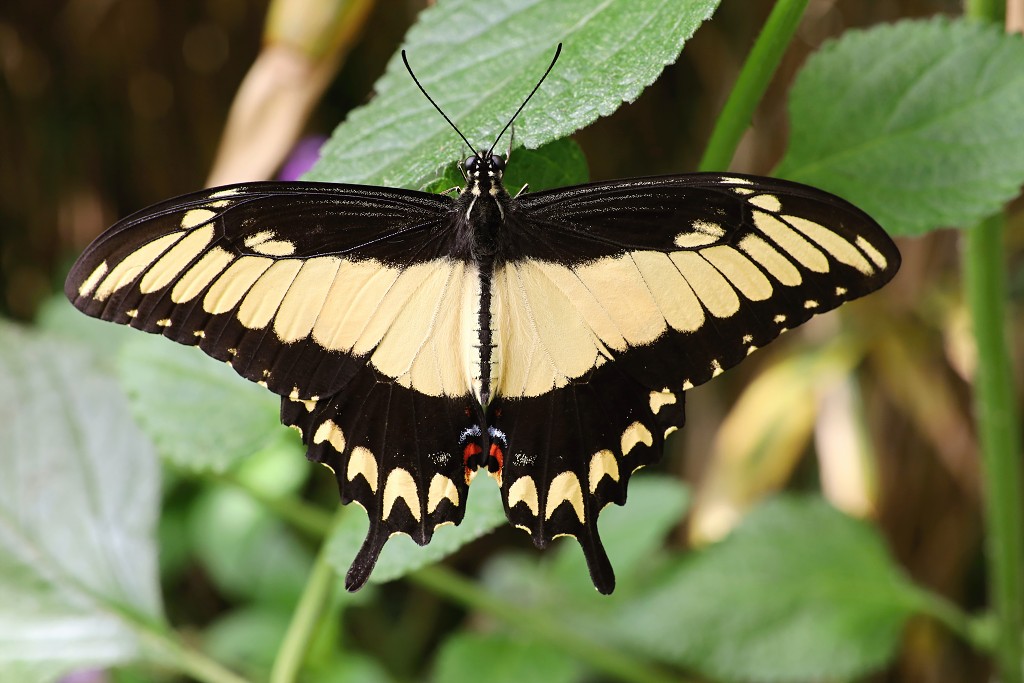 vlinder vlinders hdr insect insecten nederland uitheems Lepidoptera rups rupsen vlindertuin natuur